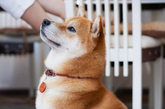 日本柴犬智商高吗，智商排名第79相当于三四岁小孩