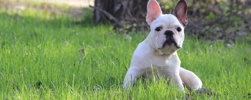 斗牛犬突然死亡的原因