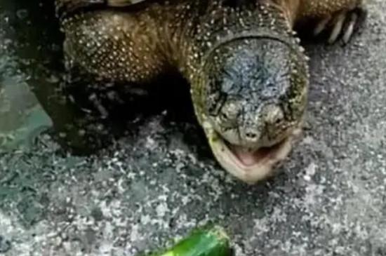 乌龟可以吃黄瓜吗