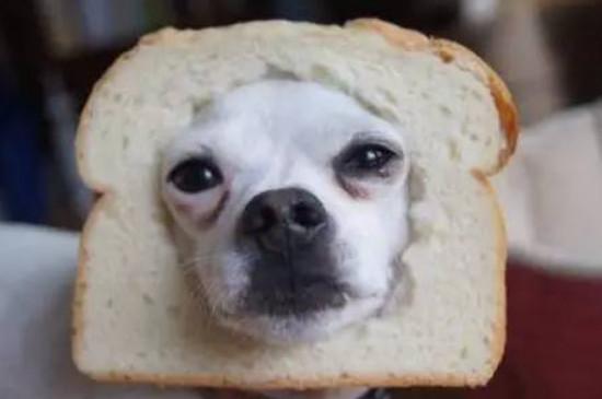 狗可以吃面包片吗