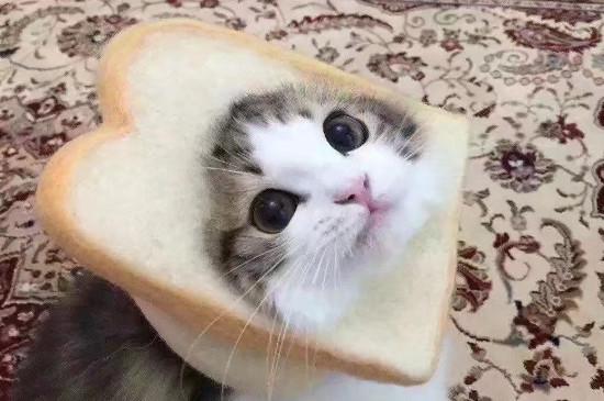 猫能吃面包吗为什么