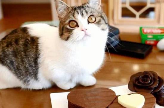 猫可不可以吃巧克力