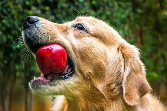 狗狗能吃石榴吗