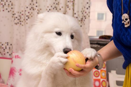 狗可以吃苹果吗?为什么