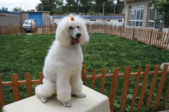 巨贵犬好养吗，养巨贵犬注意事项