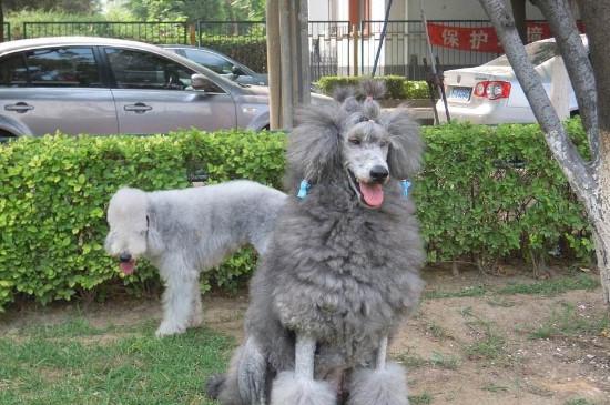 巨贵犬好养吗，养巨贵犬注意事项