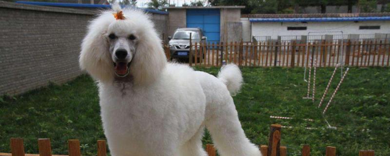 巨贵犬好养吗，养巨贵犬注意事项