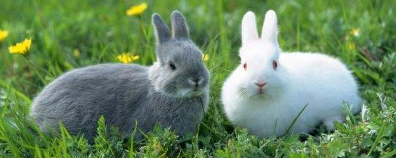 兔子能吃枣吗