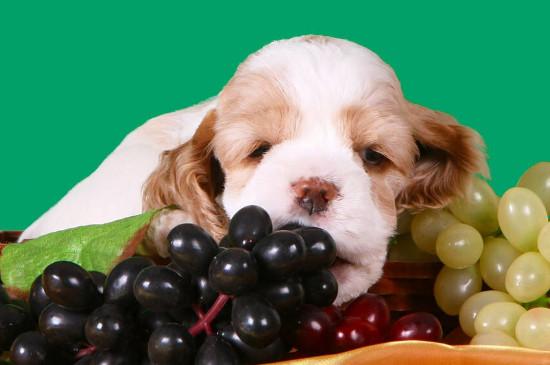 小狗可以吃葡萄吗