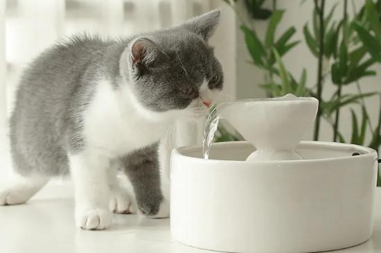 冬天怎么让猫喝到温水
