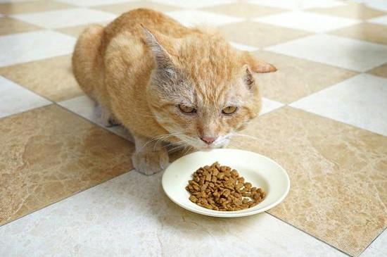 三个月猫一天吃多少猫粮