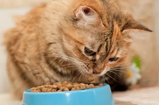 三个月猫一天吃多少猫粮