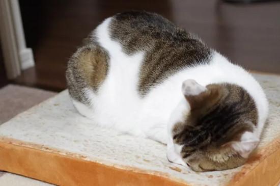 小猫可以吃面包吗