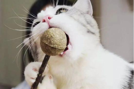 猫薄荷球可以一直给猫吗
