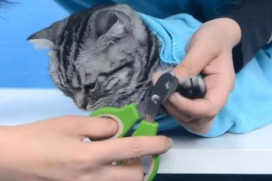 给猫咪剪指甲正确方法