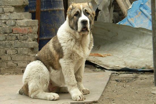 高狼犬和中亚牧羊犬的区别