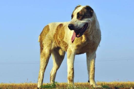 高狼犬和中亚牧羊犬的区别