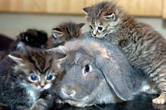 兔子和猫能一起养吗