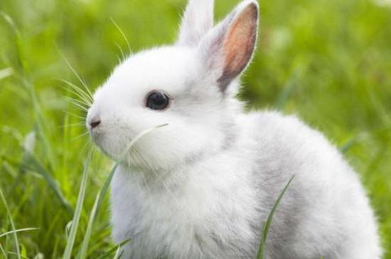 兔子可以吃雨淋过的草吗
