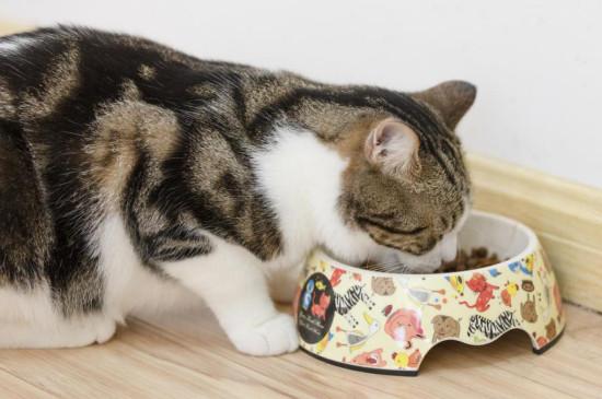 猫吃异物多久能判断是否没事