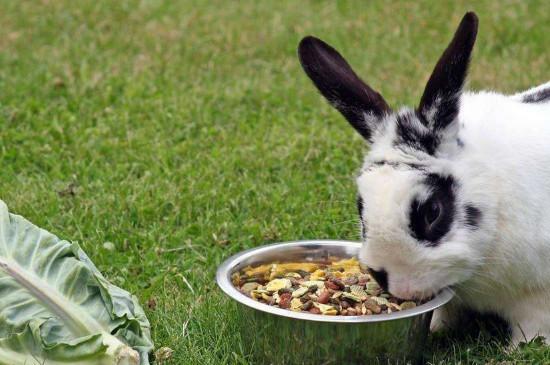 兔子可以吃石榴吗