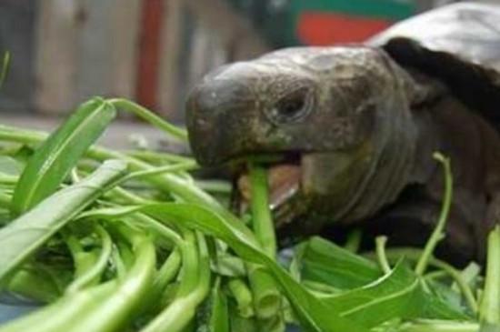 乌龟吃什么食物?几天吃一次?