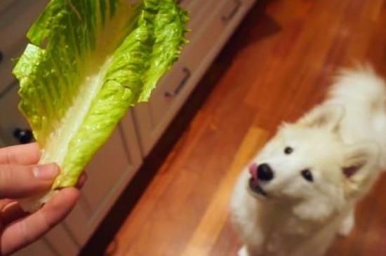 狗能吃韭菜么