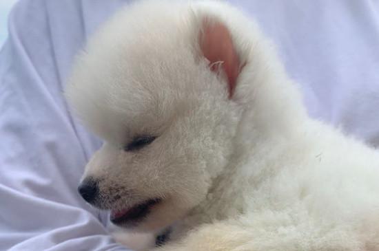 白色博美犬多少钱一只，博美犬价格一般在800元左右