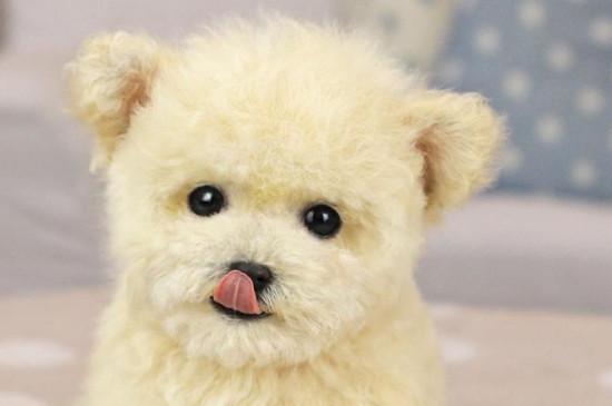 纯种茶杯泰迪犬多少钱一只，真泰迪茶杯狗价格在8000元以上