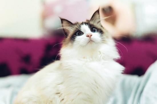 纯种布偶猫多少钱一只，便宜的都要八千到一万元