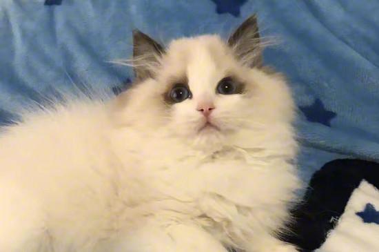 布偶猫为什么这么粘人，其实布偶猫性格像狗一样