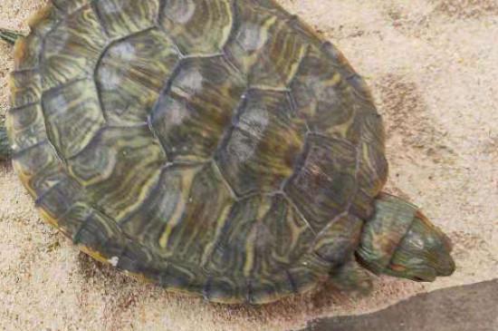 巴西龟冬天怎么养?