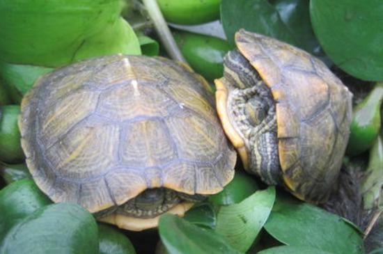 巴西龟的寿命是多少年