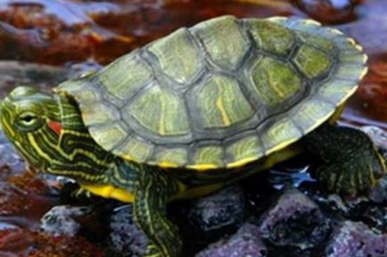 巴西龟寿命一般有多少年