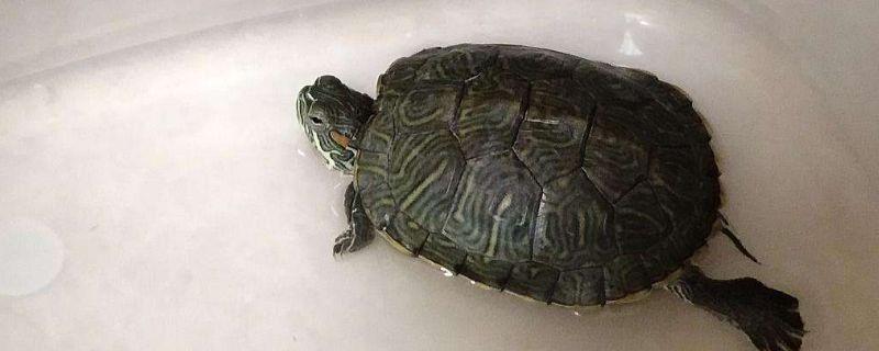 巴西龟多长时间能饿死