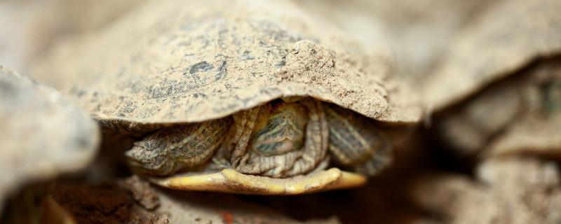 巴西龟冬眠用土还是用沙