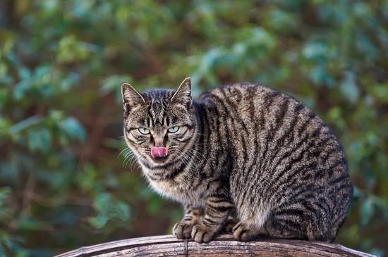 狸花猫怎么养