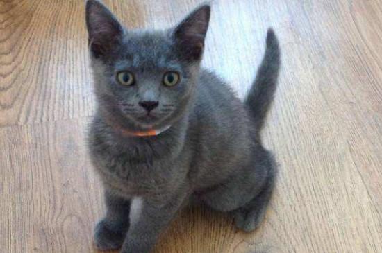 蓝猫为啥用头拱人
