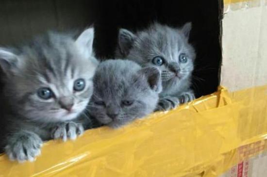 新手买蓝猫注意事项