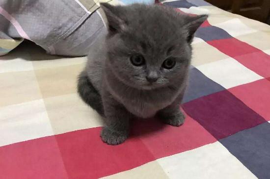 新手买蓝猫注意事项