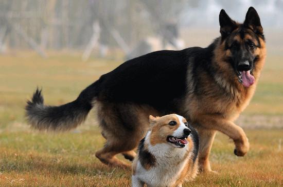 德牧犬的优点和缺点