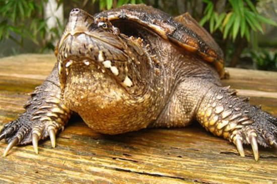 鳄龟冬眠要不要放水里