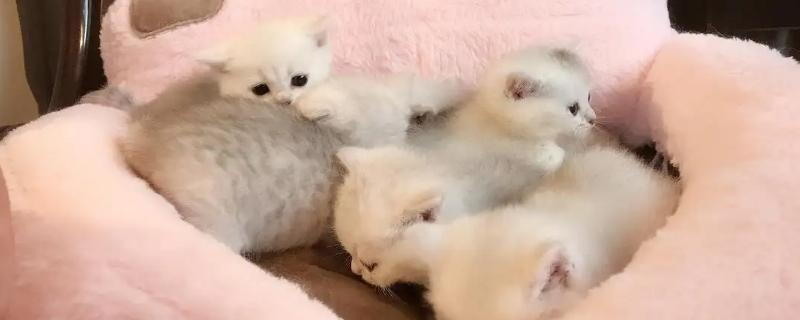 银渐层和银渐层能配出什么猫