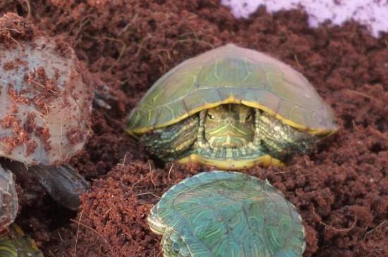 巴西龟冬眠放哪里