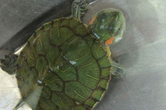巴西龟冬眠放哪里