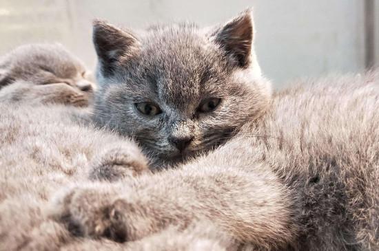 英短蓝猫能吃人的饭吗，可以给英短喂饭菜吗