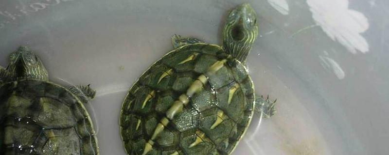 巴西龟吃什么食物