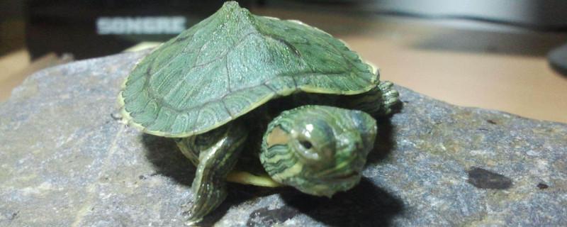 刚出生的巴西龟吃什么