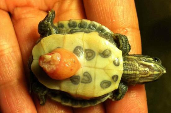 刚出生的巴西龟吃什么