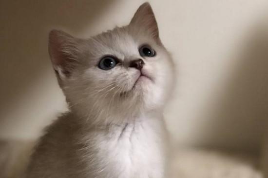 英短猫什么时候成年